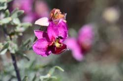 Krameria erecta, Littleleaf Ratany.