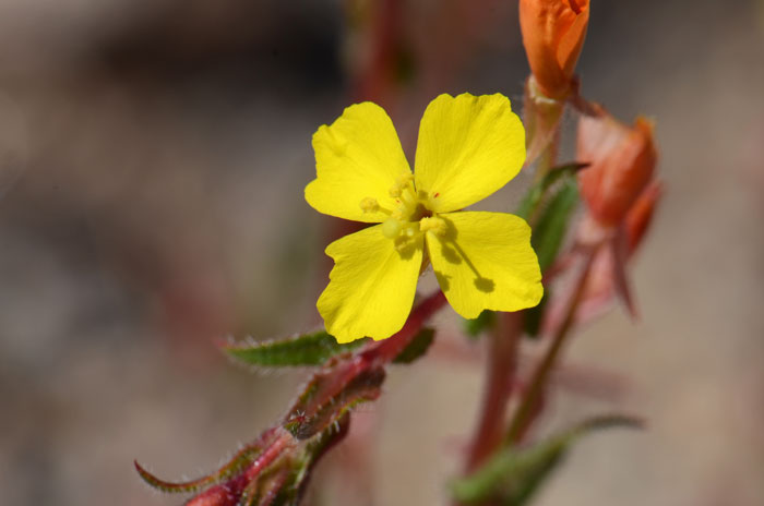 Miniature Suncup has yellow flowers that often begin with pale orange buds and then fade reddish after bloom. Camissonia micrantha 