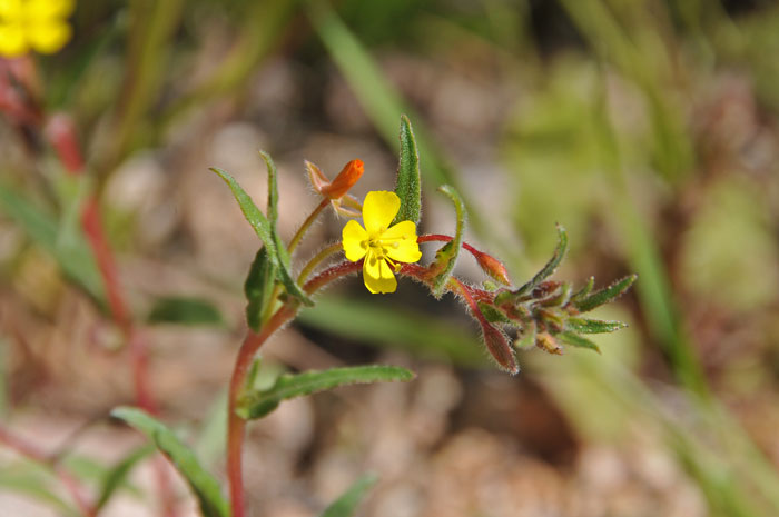 Gold Bush Camomilla solubile Review