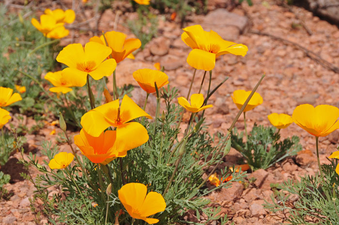 Eschscholzia californica (California Poppy)