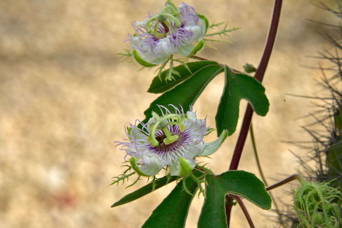 SALE – Parchita Paciflora