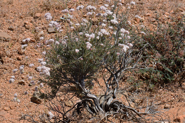 California Buckwheat, Eriogonum fasciculatum