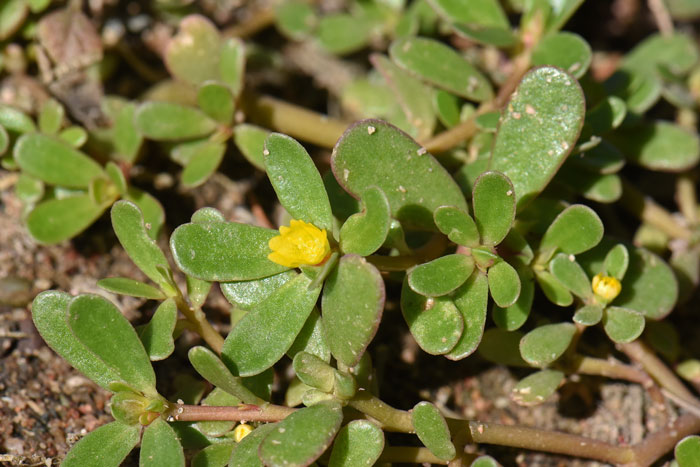 How to Grow Portulaca - Signals AZ