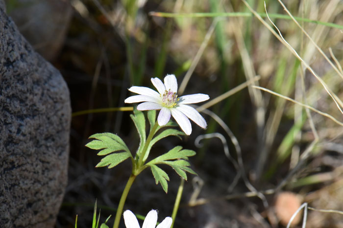 Anemone tuberosa, Tuber Anemone, Southwest Desert Flora