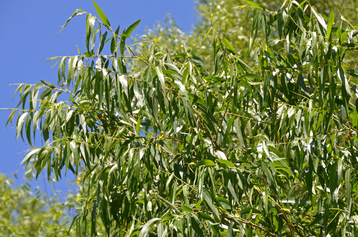 Willow, Definition, Species, & Facts