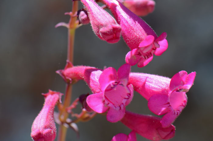 The Delicate Subject of Dingleberries (or Pseudocoprostasis) - Petful