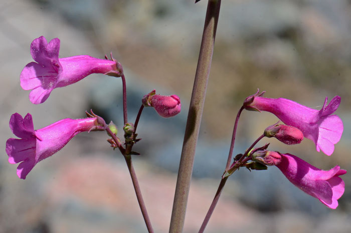 The Delicate Subject of Dingleberries (or Pseudocoprostasis) - Petful