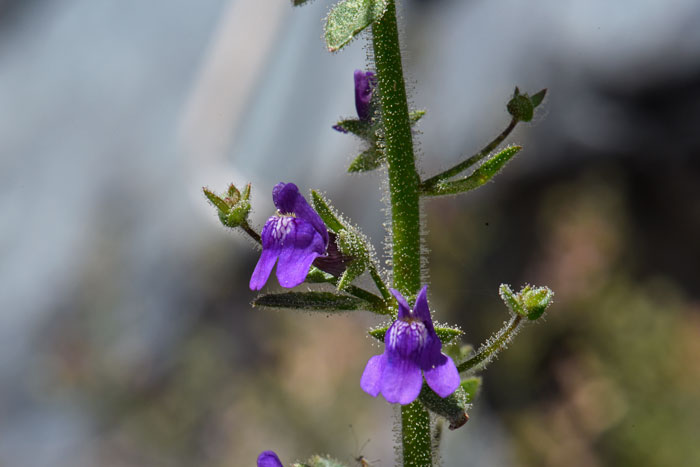 Sairocarpus nuttallianus, Violet Snapdragon, Southwest Desert Flora