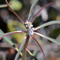 Beetle Spurge may also reddish flowers. Euphorbia eriantha