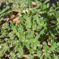 Herniaria hirsuta, Hairy Rupturewort 