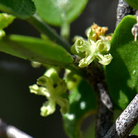 Spiny Hackberry or Desert Hackberry; flowers greenish-yellow, Celtis palliday