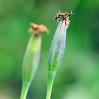 Yerba Porosa; flowers may be green, yellow or purple; Porophyllum ruderale ssp. macrocephalum