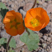 Coulter's Globemallow or Annual Globemallow, Sphaeralcea coulteri