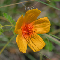 Arizona Poppy or Desert Poppy; Flowers, Orange, Yellow; Kallstroemia grandiflora