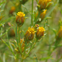 Fetid Marigold; flowers may be yellow or orange, Dyssodia papposa