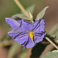 Hinds Nightshade or Sonoran Nightshade; Flowers purple, violet, pink,  Solanum hindsianum