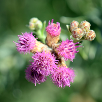 Arrowweed or Marsh-fleabane; flowers may be pink to deep rose; Pluchea sericea