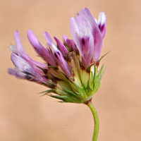 Trifolium willdenovii, flowers pink or purple. Tomcat Clover