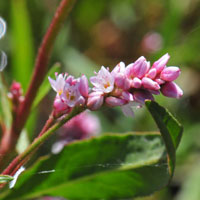 Curlytop Knotweed or Pale Smartweed, Persicaria lapathifolia