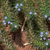 Bigbract Verbena or Prostrate Verbena; Flowers pink, purple, blue; Verbena bracteata