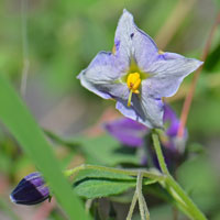 Fendler's Horsenettle or Wild Potato, flowers purple, pink or white; Solanum fendleri