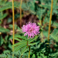 Roemer's Mimosa, Sensitive Plant, flowers pink or lavinder, Mimosa roemeriana