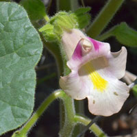 Doubleclaw or Unicorn Plant, Proboscidea parviflora