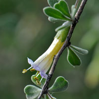 Arizona Desert-thorn or Boxthorn, Lycium exsertum