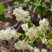 Flowers white, bluish or pink; Deerbrush,
