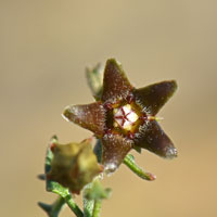 Flowers greenish-purplish; Spearleaf Matelea or Littleleaf Matelea parvifolia