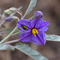 Silverleaf Nightshade or Bull Nettle, Solanum elaeagnifolium