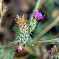 Italian Plumeless-Thistle; flowers may be pink or purple, Carduus pycnocephalus