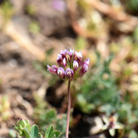 Trifolium gracilentum, flowers pink or purple; Pinpoint Clover