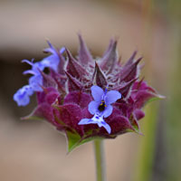 Chia or Desert Chia, Salvia columbariae
