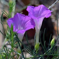 Purple Morning-glory, Ipomoea capillacea