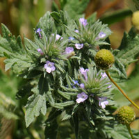 Bigbract Verbena or Prostrate Verbena; Flowers pink, purple, blue; Verbena bracteata