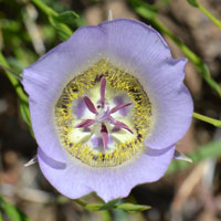 Gunnison's Mariposa Lily or Marioposa, Calochortus gunnisonii