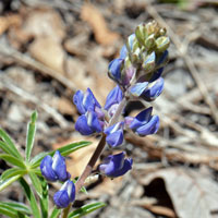 Hill's Lupine or Hill Lupine, Lupinus hillii