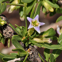 Desert Wolfberry or Boxthorn; Greenish-white or purple flowers, Lycium macrodon