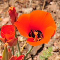 Desert Mariposa Lily or Red Mariposa, Calochortus kennedyi