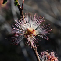 Fairyduster or False Mesquite, Calliandra eriophylla