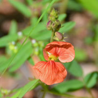 Variableleaf or Wild Bushbean, Macroptilium gibbosifolium