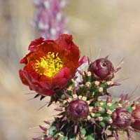 Walkingstick Cactus, Cylindropuntia spinosior