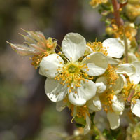 Cliffrose or Quinine-bush, Purshia stansburiana