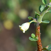 Physicnut or Limberbush has white, whitish or yellowish flowers. Jatropha cuneata