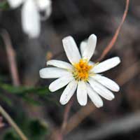 Rose Heath or Smallflower Aster, Chaetopappa ericoides