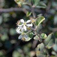 Utah Serviceberry or Western Serviceberry, Amelanchier utahensis