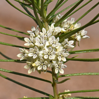 Pineneedle or Pine-leaf Milkweed, Asclepias linaria