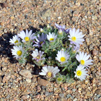 Daisy Desertstar or Mojave Desertstar, Monoptilon bellidiforme