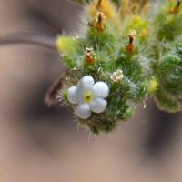 Redroot Cryptantha or Redroot Catseye, Cryptantha micrantha